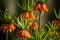 Beautiful orange imperial fritillaries growing in garden. Spring flower blossoms.