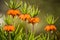 Beautiful orange imperial fritillaries growing in garden. Spring flower blossoms.