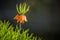 Beautiful orange imperial fritillaries growing in garden. Spring flower blossoms.