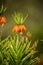 Beautiful orange imperial fritillaries growing in garden. Spring flower blossoms.