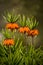 Beautiful orange imperial fritillaries growing in garden. Spring flower blossoms.