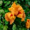 Beautiful Orange Iris After the Rain