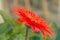 A beautiful orange isolated Gerbera flower