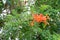 Beautiful orange jubilee flowers