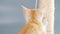 Beautiful orange kitten playing close up. Playful ginger baby domestic animal.