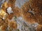 Beautiful orange lichen Xanthoria elegans on a gray stone on top of Ai-Petri mountain in Crimea. Natural beauty of elegant sunburs