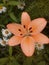 Beautiful orange Lily with water drops on the petals on a background of green leaves and white daisies, garden flowers.