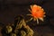 Beautiful orange lobivia cactus flower