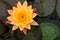 Beautiful orange lotus with yellow pollen