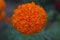 Beautiful orange marigold flower