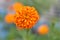 Beautiful orange marigold flower