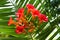 Beautiful orange mediterranean flowers at morning