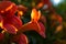 Beautiful orange mediterranean flowers at sunrise, Sithonia