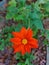 a beautiful orange mexican tithonia sun flower