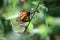 Beautiful orange monarch butterfly on a violet delicate flower. Summer spring image