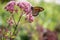 Beautiful Orange Monarch on Spotted Joe Pye Weed flowers