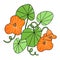 Beautiful orange nasturtium flowers, cartoon vector illustration