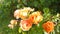Beautiful orange nostalgic rose in a garden. Flowers Blossom. Floral close up. Shrub. Roses cultivars, selection. Creamy yellow co