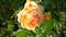 Beautiful orange nostalgic rose in a garden. Flowers Blossom. Floral close up. Shrub. Roses cultivars, selection. Single flower. C