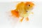 Beautiful Orange Oranda Goldfish Carassius auratus diving in fresh water glass tank