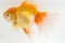 Beautiful Orange Oranda Goldfish Carassius auratus diving in fresh water glass tank