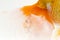 Beautiful Orange Oranda Goldfish Carassius auratus diving in fresh water glass tank