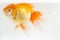 Beautiful Orange Oranda Goldfish Carassius auratus diving in fresh water glass tank