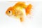 Beautiful Orange Oranda Goldfish Carassius auratus diving in fresh water glass tank