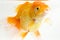 Beautiful Orange Oranda Goldfish Carassius auratus diving in fresh water glass tank