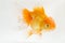 Beautiful Orange Oranda Goldfish Carassius auratus diving in fresh water glass tank