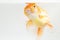 Beautiful Orange Oranda Goldfish Carassius auratus diving in fresh water glass tank