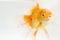 Beautiful Orange Oranda Goldfish Carassius auratus diving in fresh water glass tank