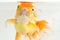 Beautiful Orange Oranda Goldfish Carassius auratus diving in fresh water glass tank