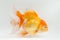 Beautiful Orange Oranda Goldfish Carassius auratus diving in fresh water glass tank