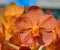 Beautiful orange orchid