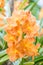 Beautiful orange orchid, Ascocenda.