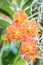 Beautiful orange orchid, colorful Vanda.