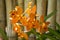 Beautiful orange orchid flowers in the tropical garden