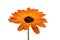 beautiful orange osteospermum or african daisy flower isolated