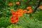 Beautiful orange papaver flowers close up in a summer garden