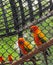 Beautiful orange Parrots. Lovebirds in nest