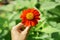 Beautiful orange petals of Mexican sunflower in a hand on blurred green leaves