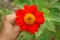 Beautiful orange petals of Mexican sunflower in a hand on blurred green leaves, it`s flowering plant in Asteraceae family, known