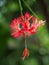 Beautiful orange pink hanging Hibiscus schizopetalus flower