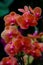 Beautiful orange and pink shade phalaenopsis blume orchids