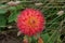 Beautiful orange pink shaggy dahlia surrounded by coarse green foliage