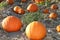 Beautiful orange pumpkins- front cover of magazine