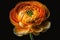 Beautiful orange ranunculus flower opening on black background