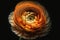 Beautiful orange ranunculus flower opening on black background