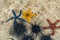 Beautiful Orange, Red and Blue Starfish and Black Urchin at low Tide